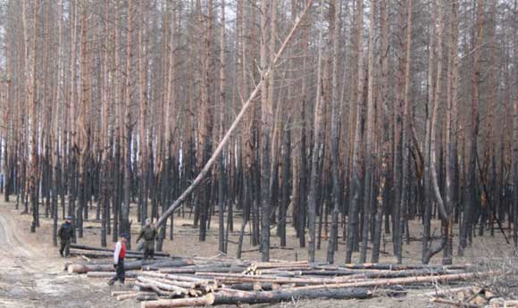 Лес уцелевший при пожаре - горельник