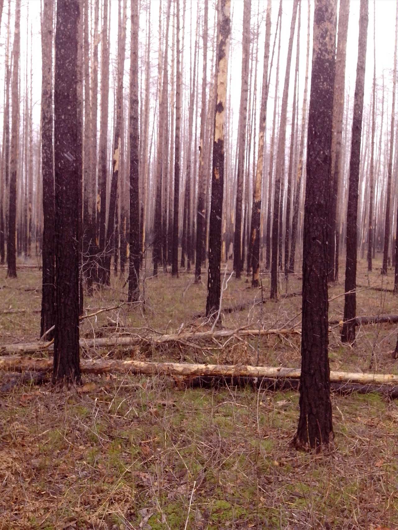 Сухостой, горельник - лес, который уже умер